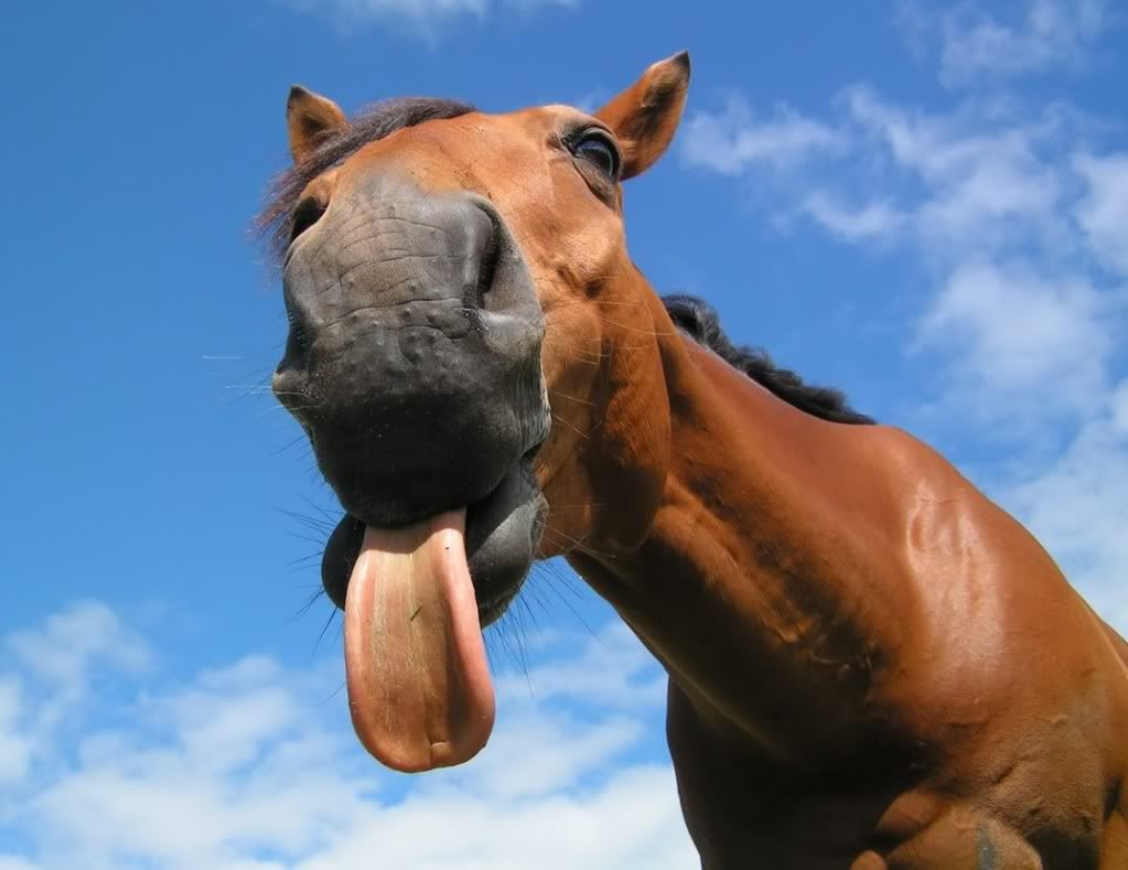 Bleh