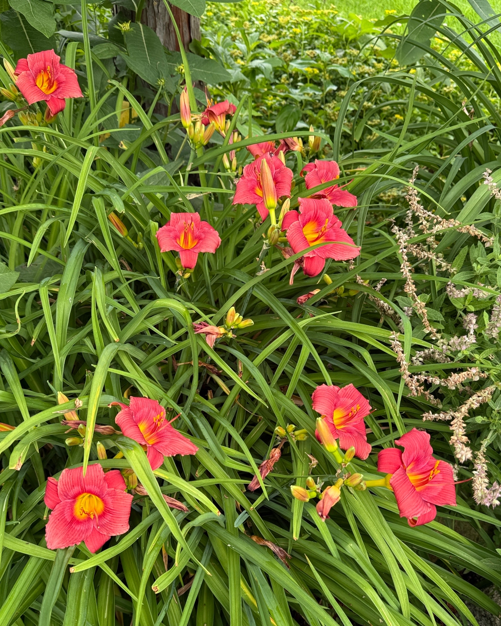 hivegarden-daylily-red.jpg