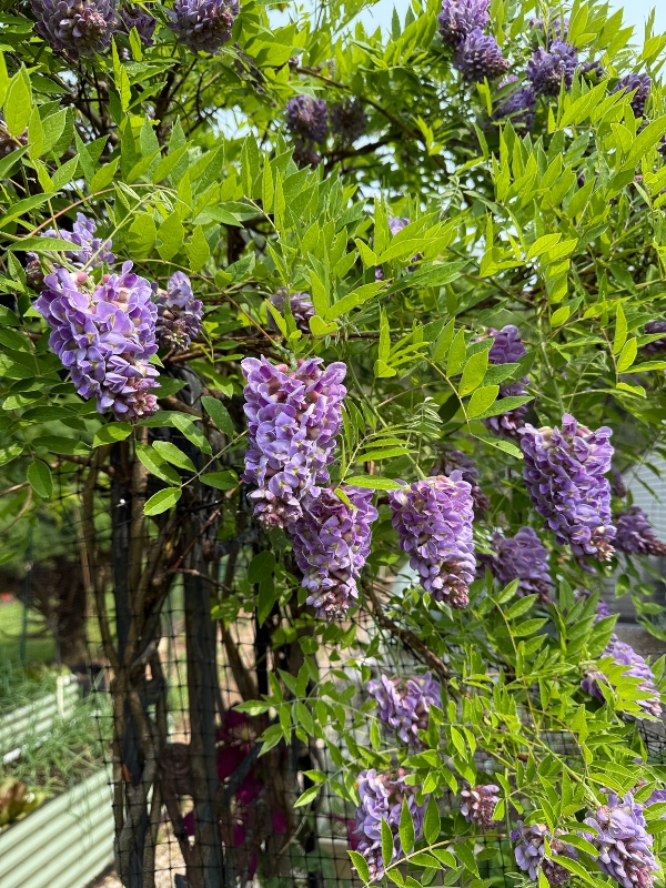 hivegarden-wisteria-1.jpg
