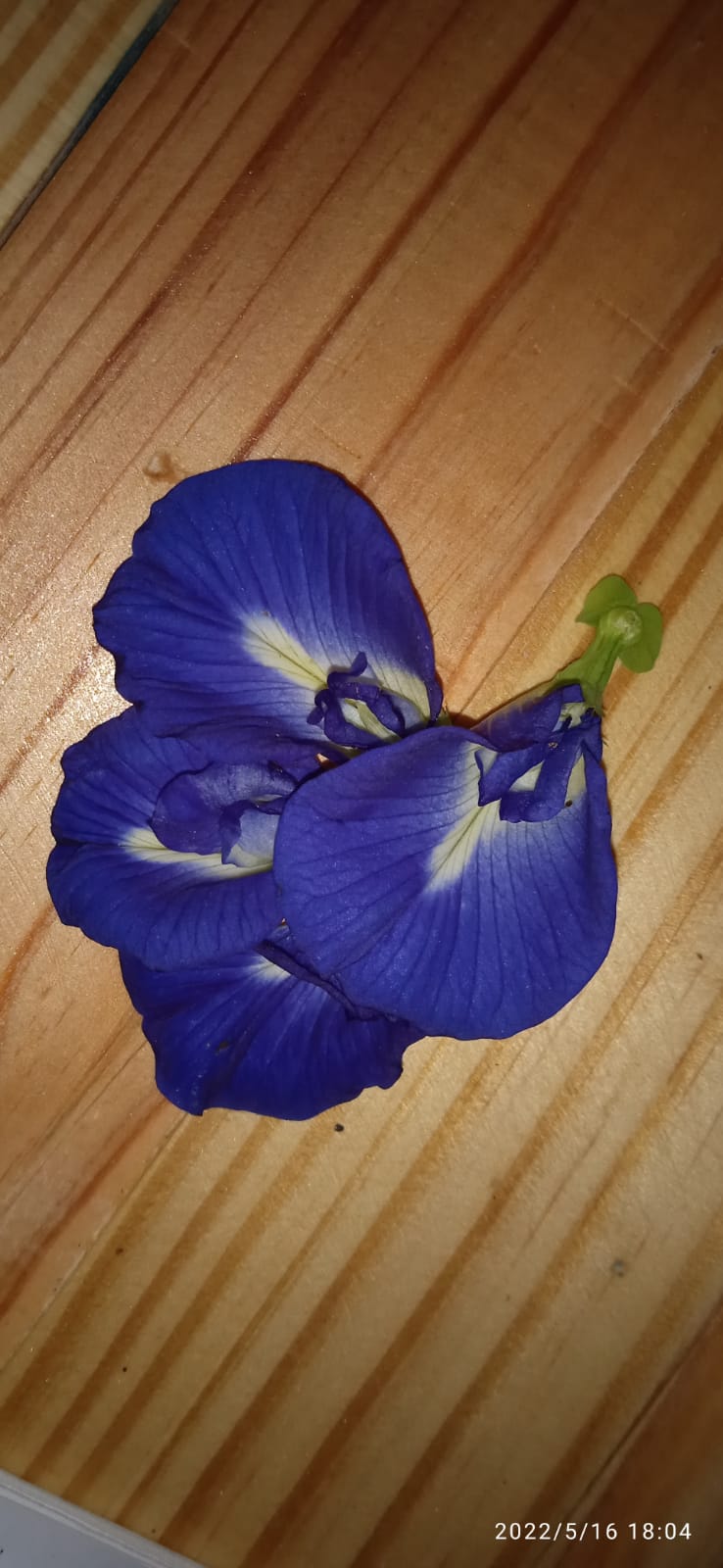 the butterfly pea flower.jpeg