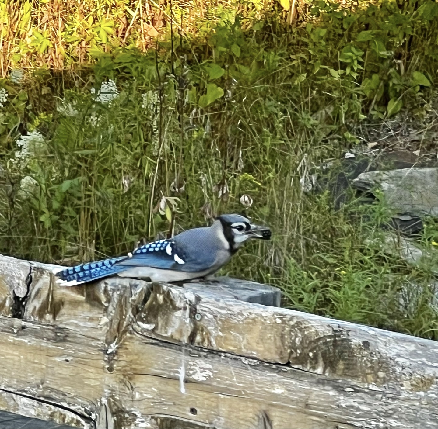 IMG_3322.jpeg