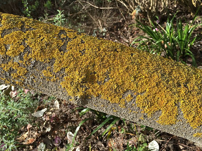 Crustose_lichen.jpg
