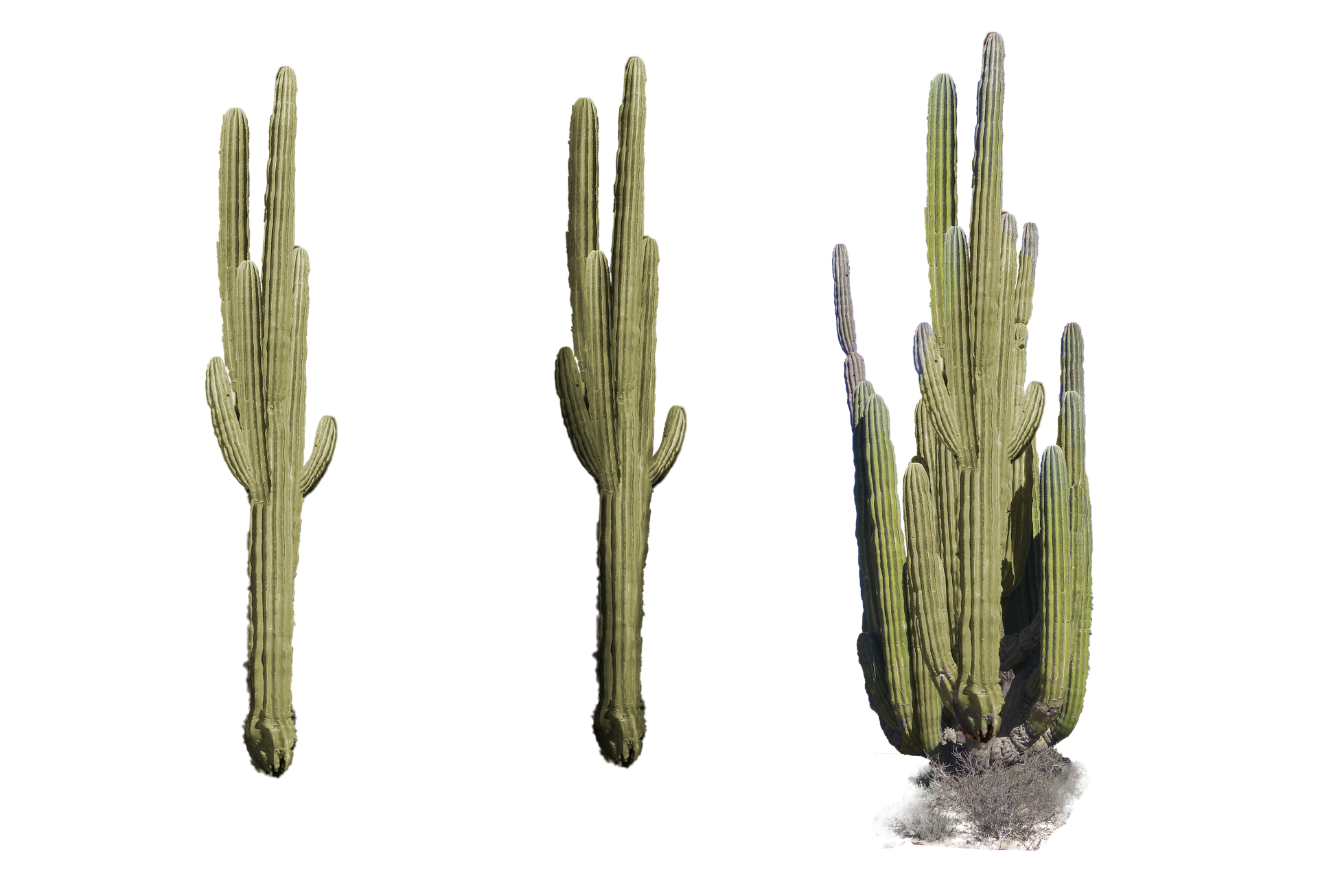 cacti-6770222_1920.png