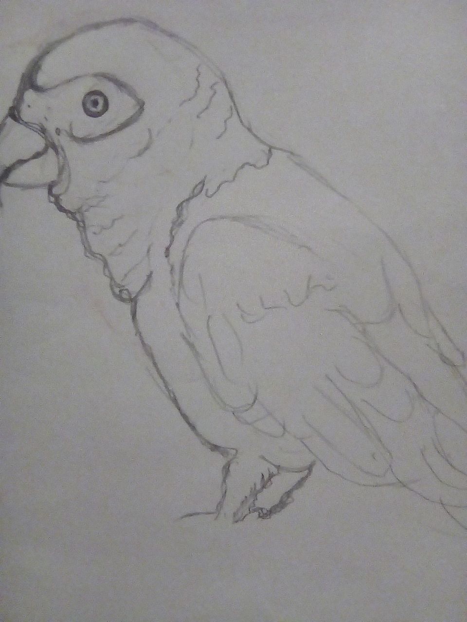 vector Parrot Drawing 29337556 Vector Art at Vecteezy