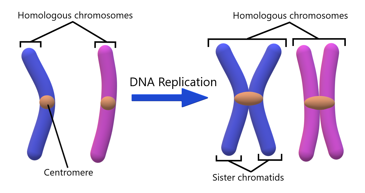 Chromosome_Terminology.png