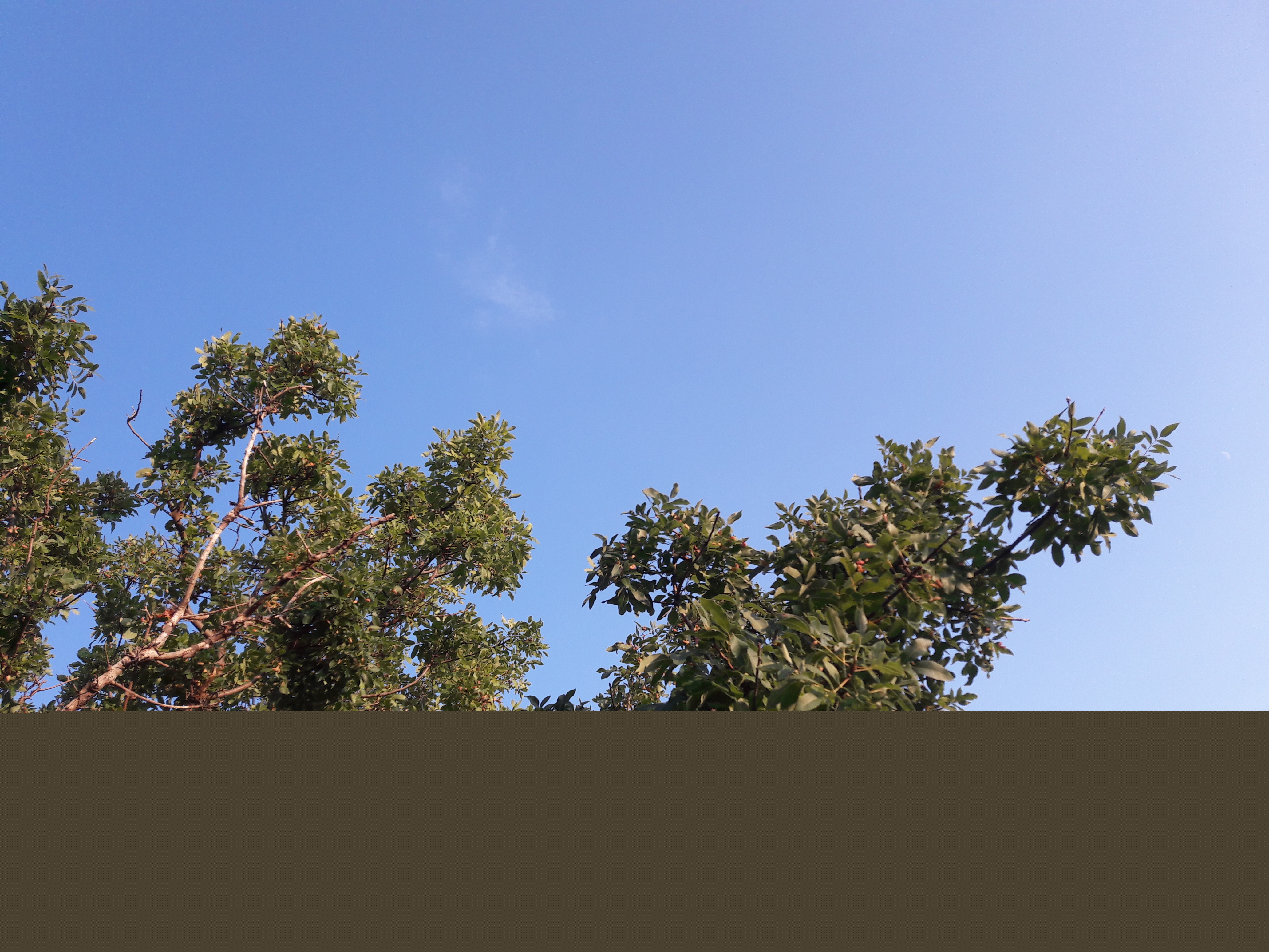 Flora-Tree-Forest-Publicdomain (20).jpg