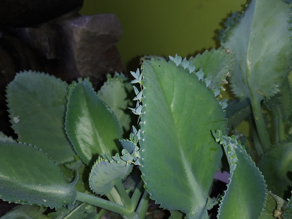 Kalanchoe Daigremontiana a Poweful Plant to Aid in Cancer Deseases — Hive