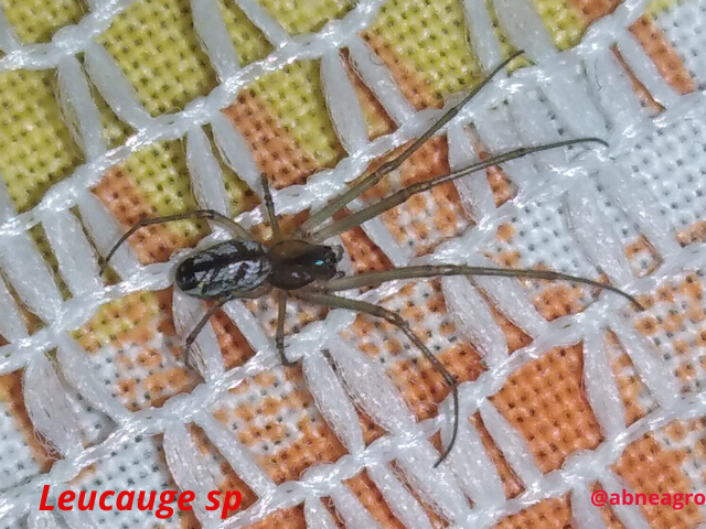 Automeris cf. jucunda (6).png