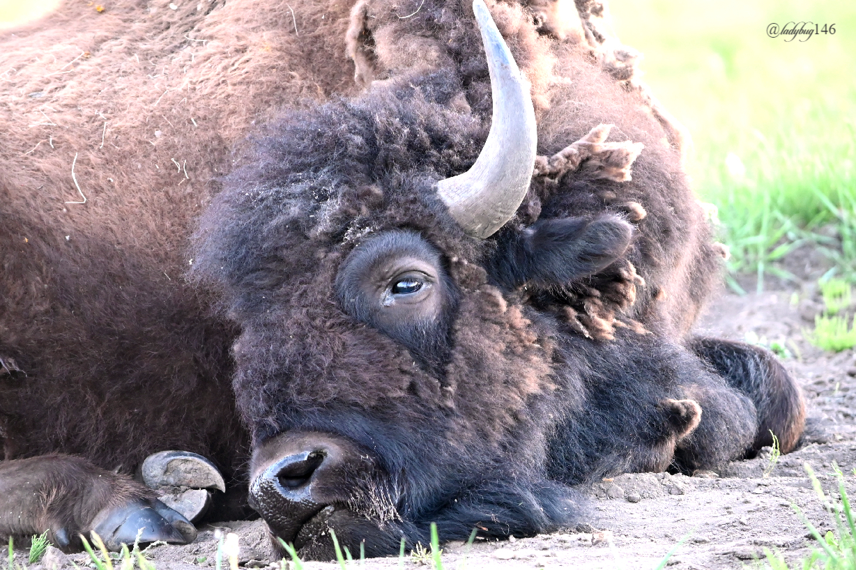 sleepy buffalo.jpg