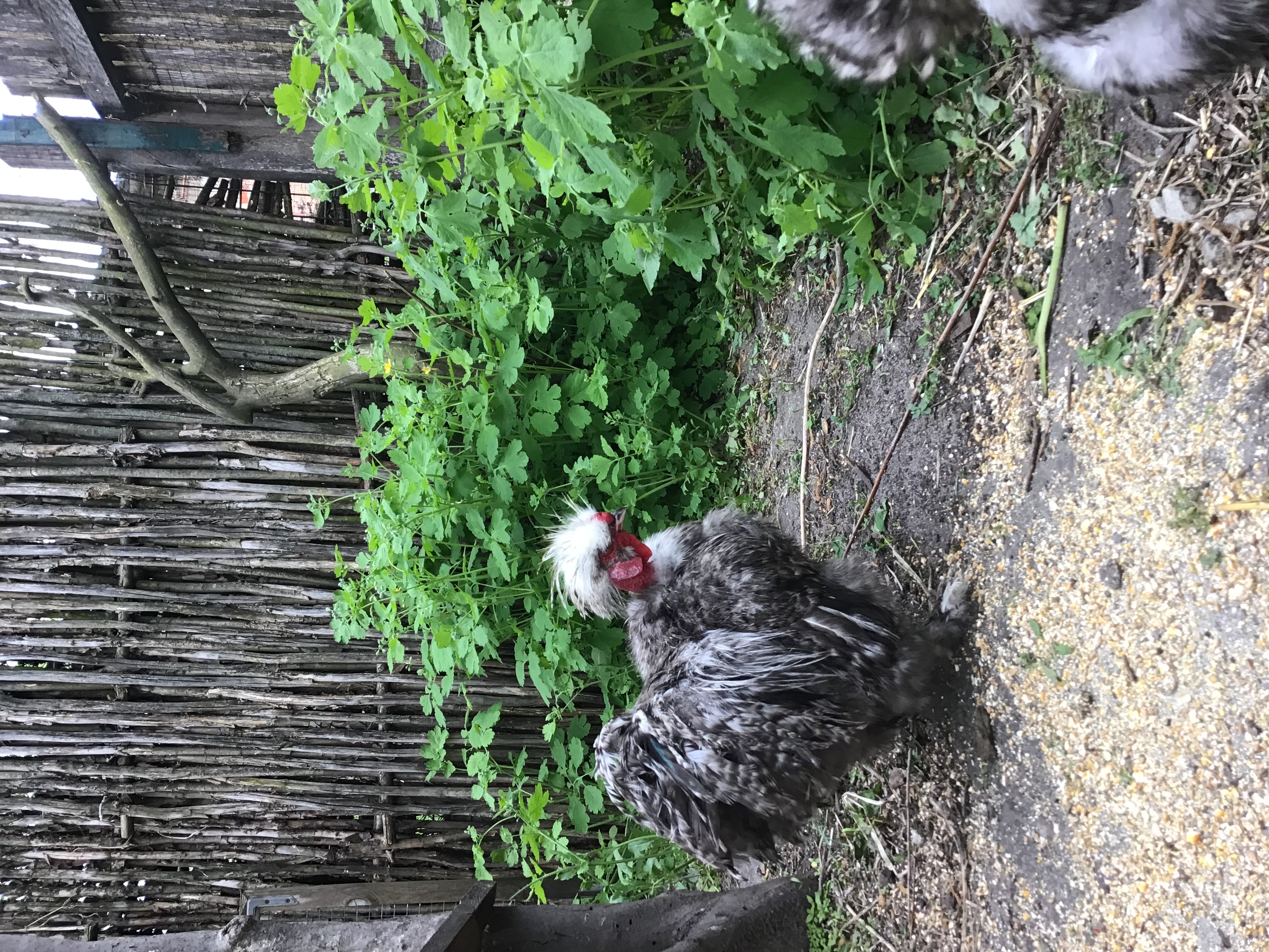 IMG_6370.jpeg
