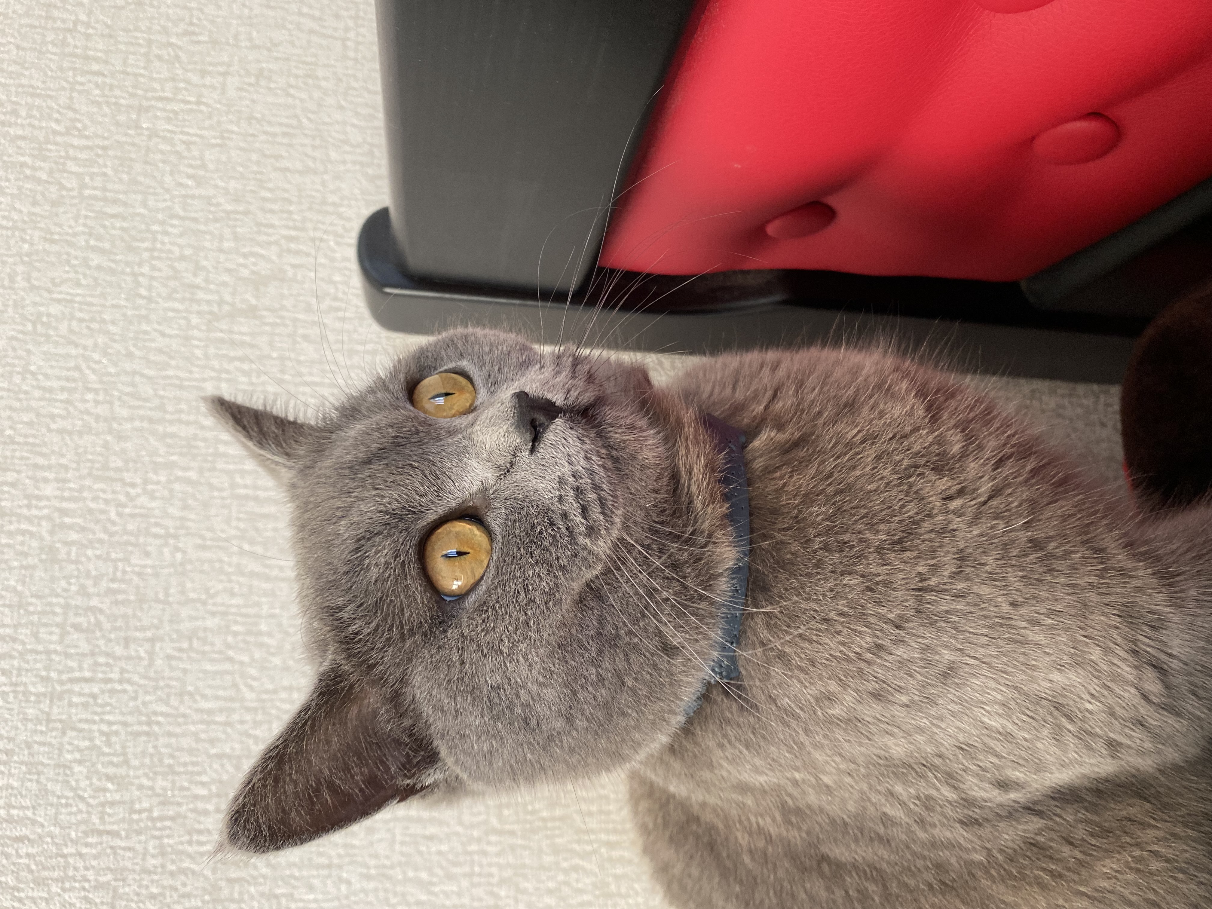 IMG_1834.jpeg