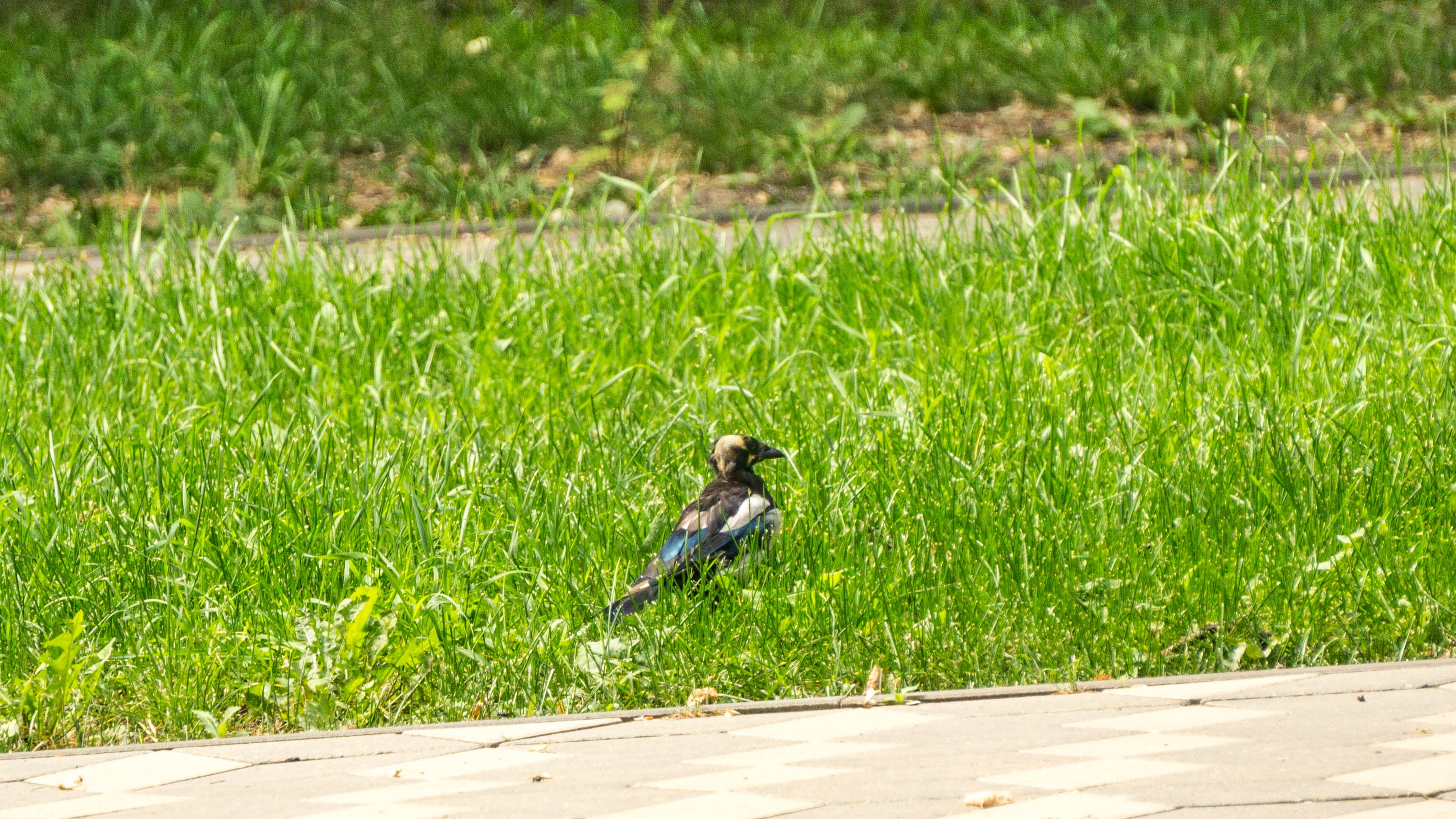 DSC01608-4.jpg