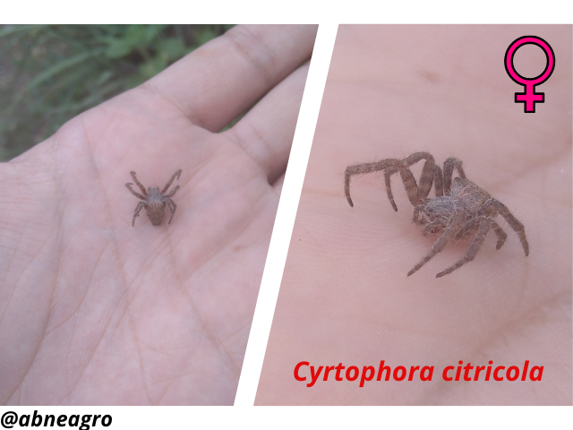 Araneidae(7).png