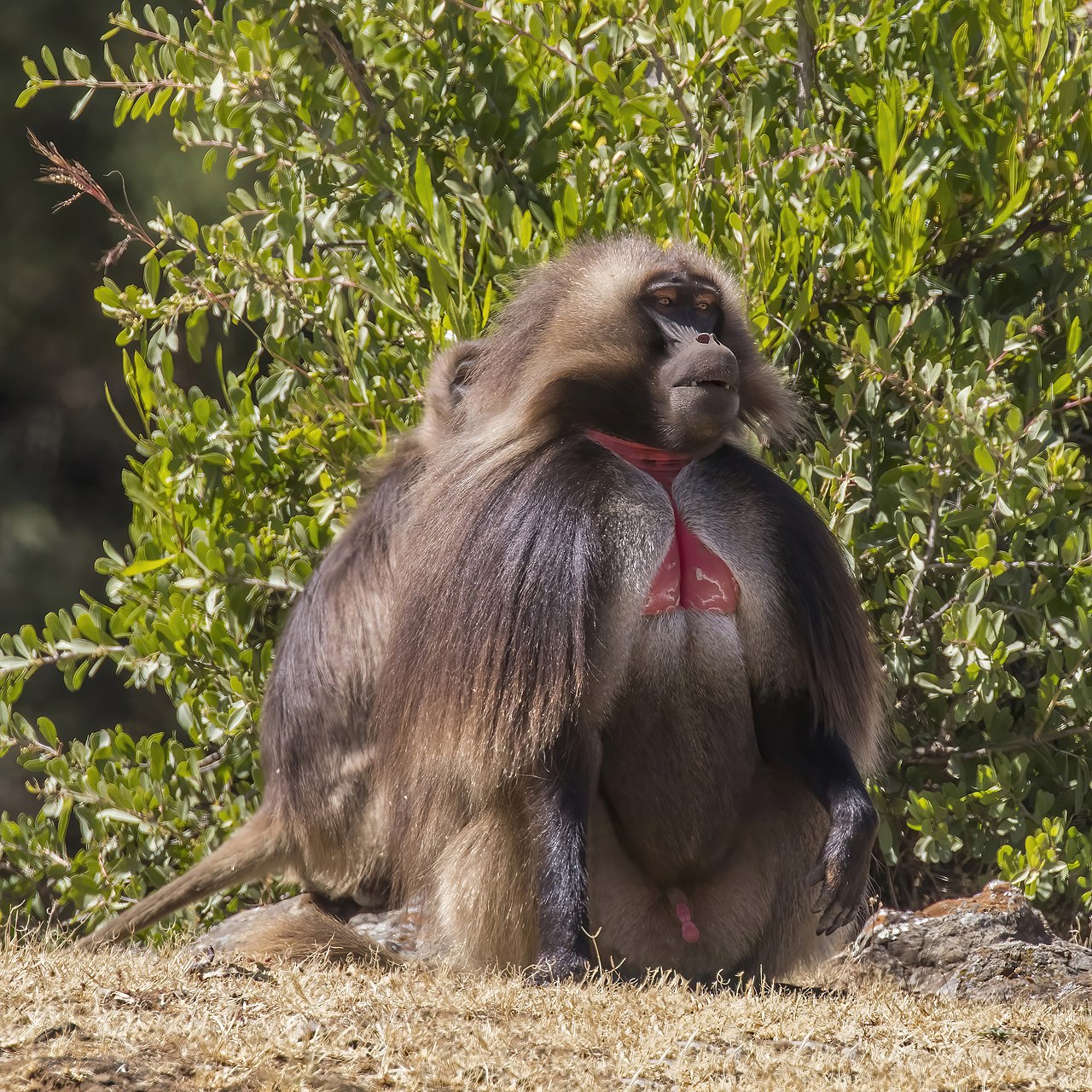 Gelada_(Theropithecus_gelada_gelada)_male_2.jpg