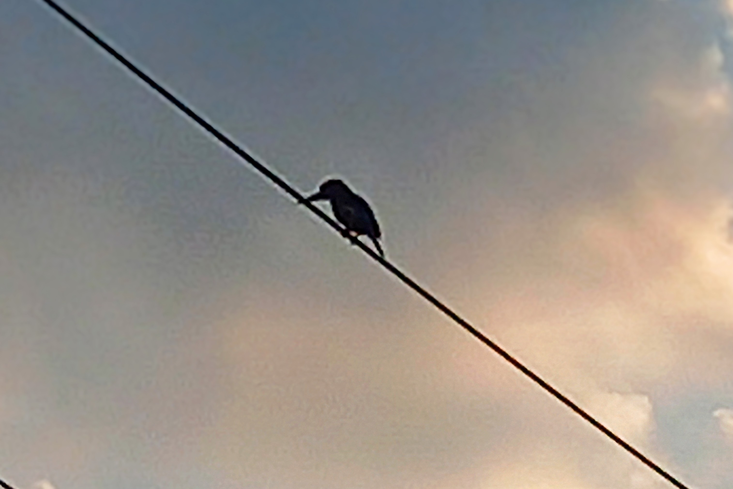 20250713_055130~2.jpg