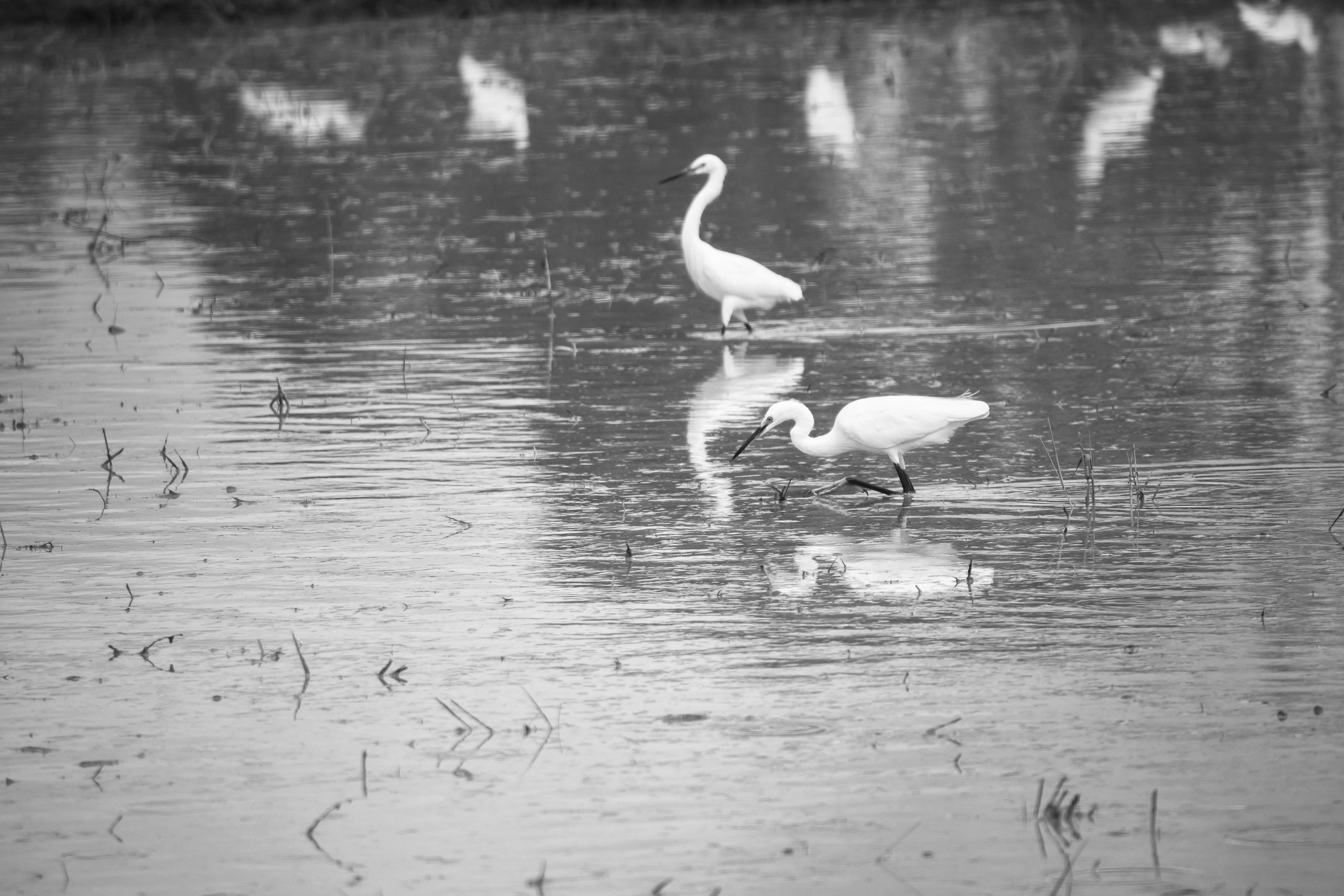 Little egrets 1.jpg