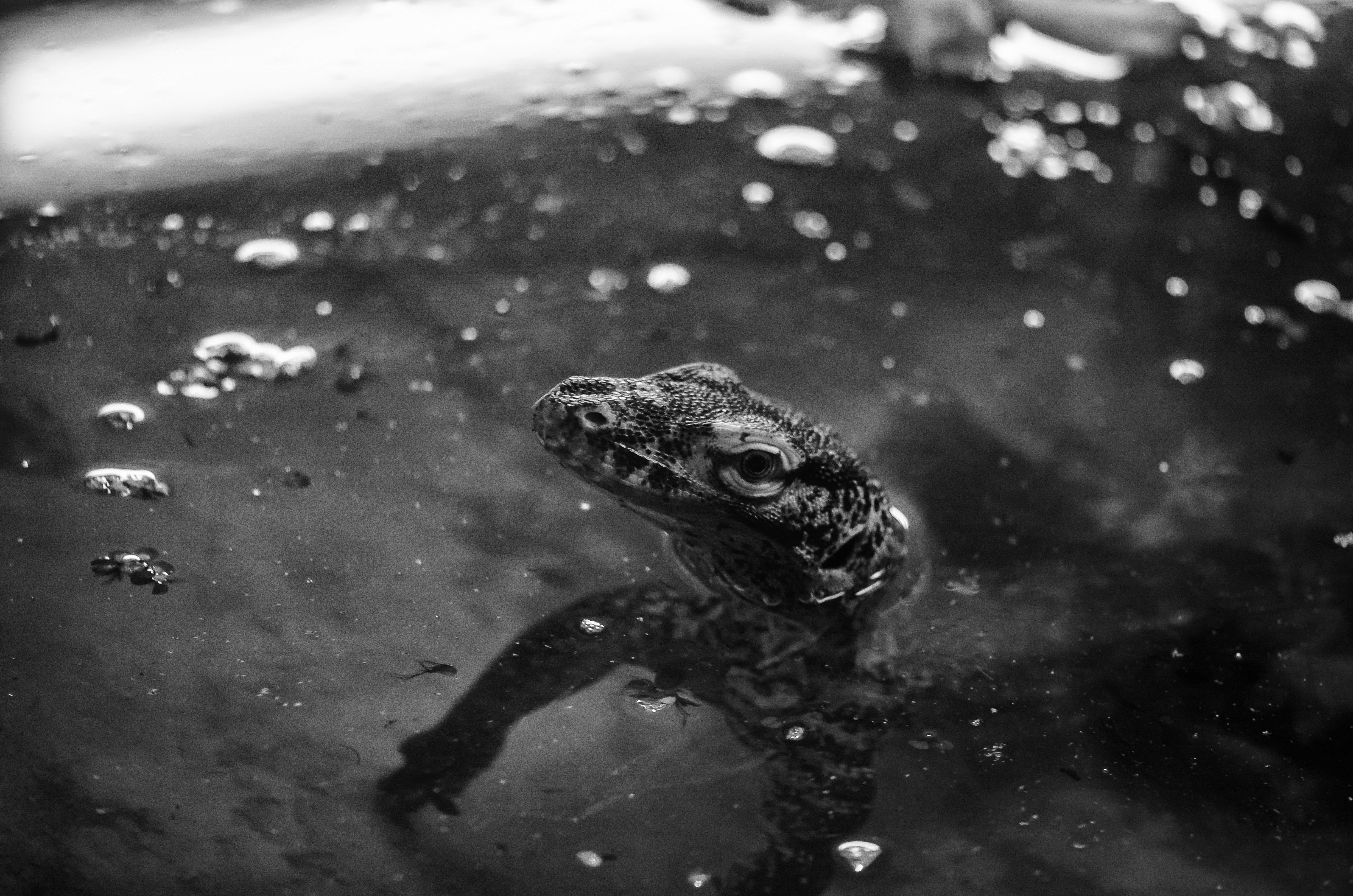 DSC_4672-Edit.JPG