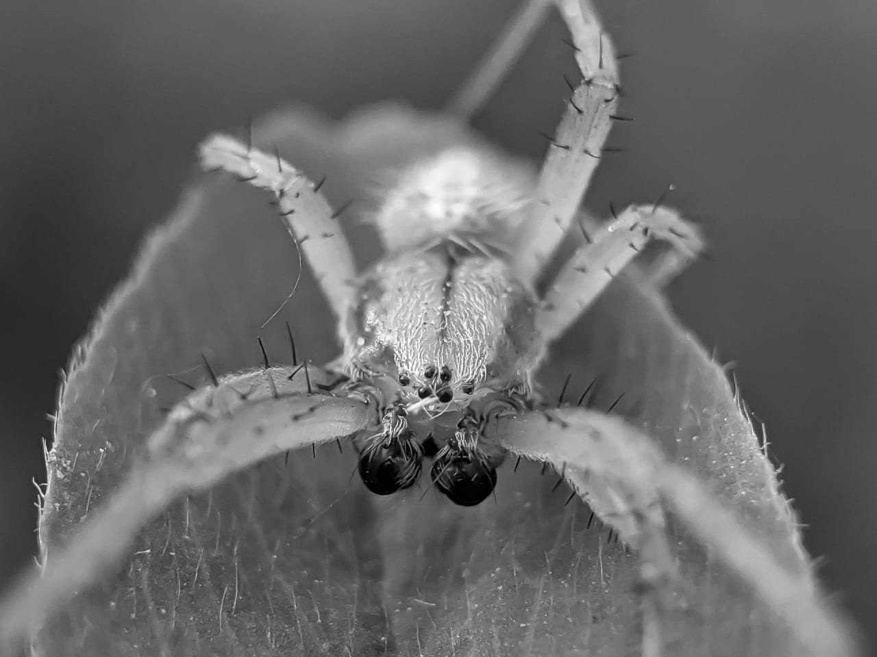 spider (12).jpeg