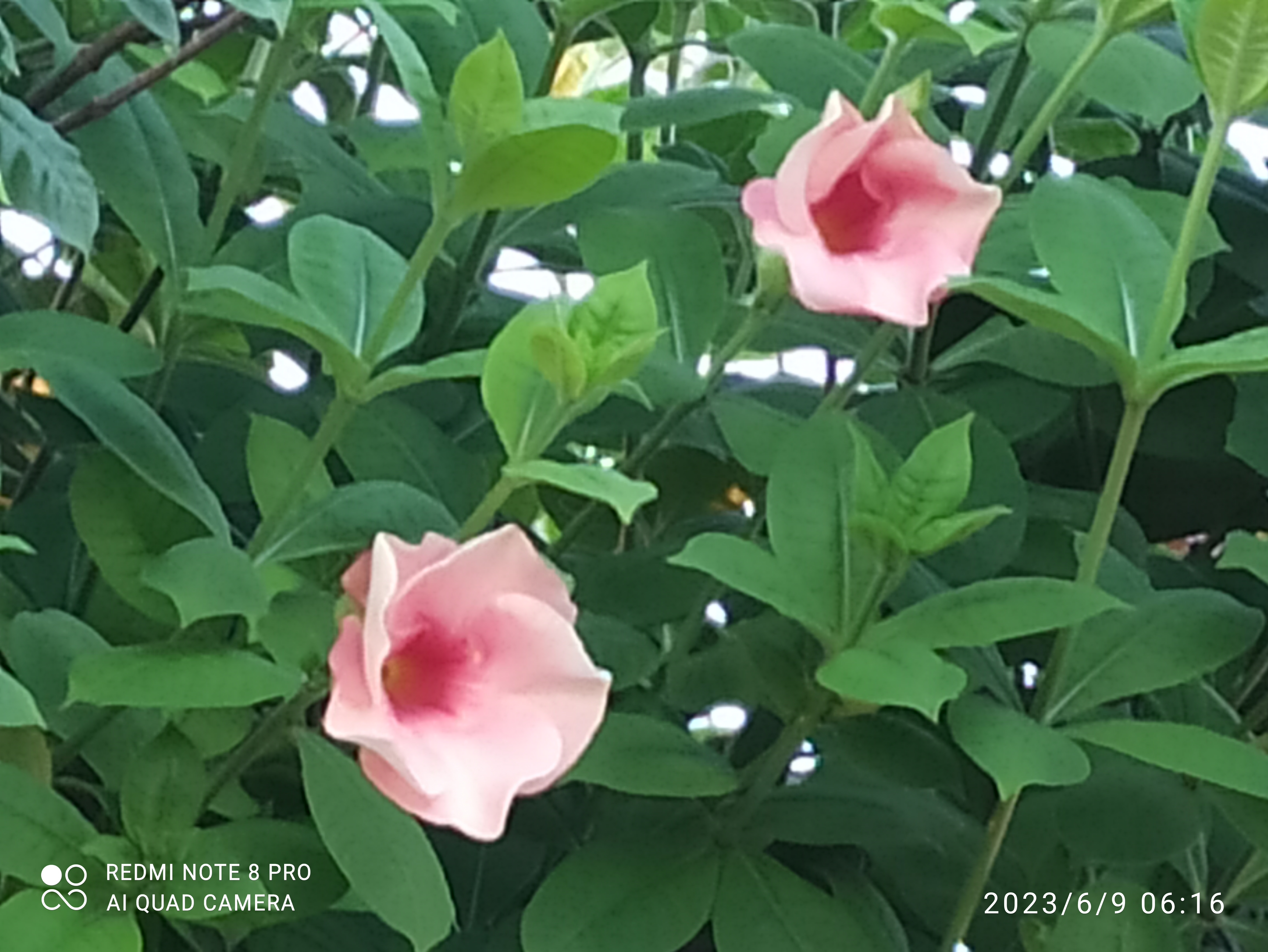 IMG_20230609_061631.jpg