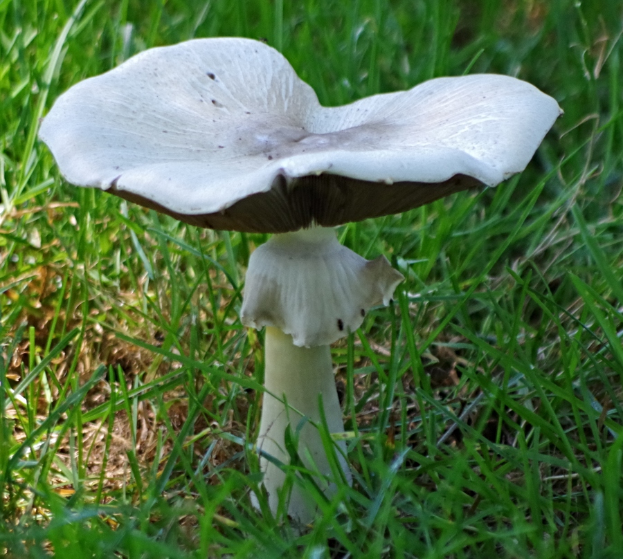 mushroom.jpg