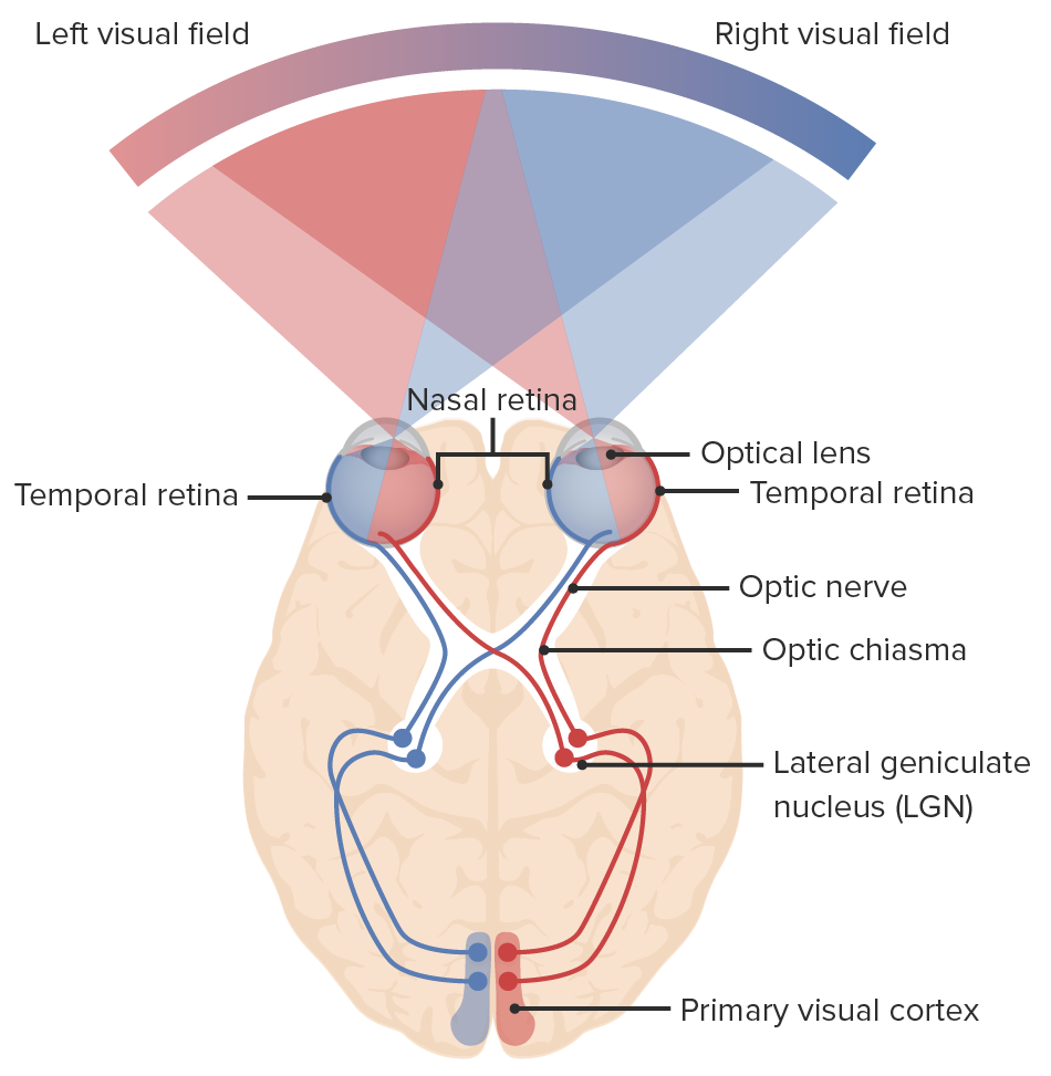 Visual-system-2.png