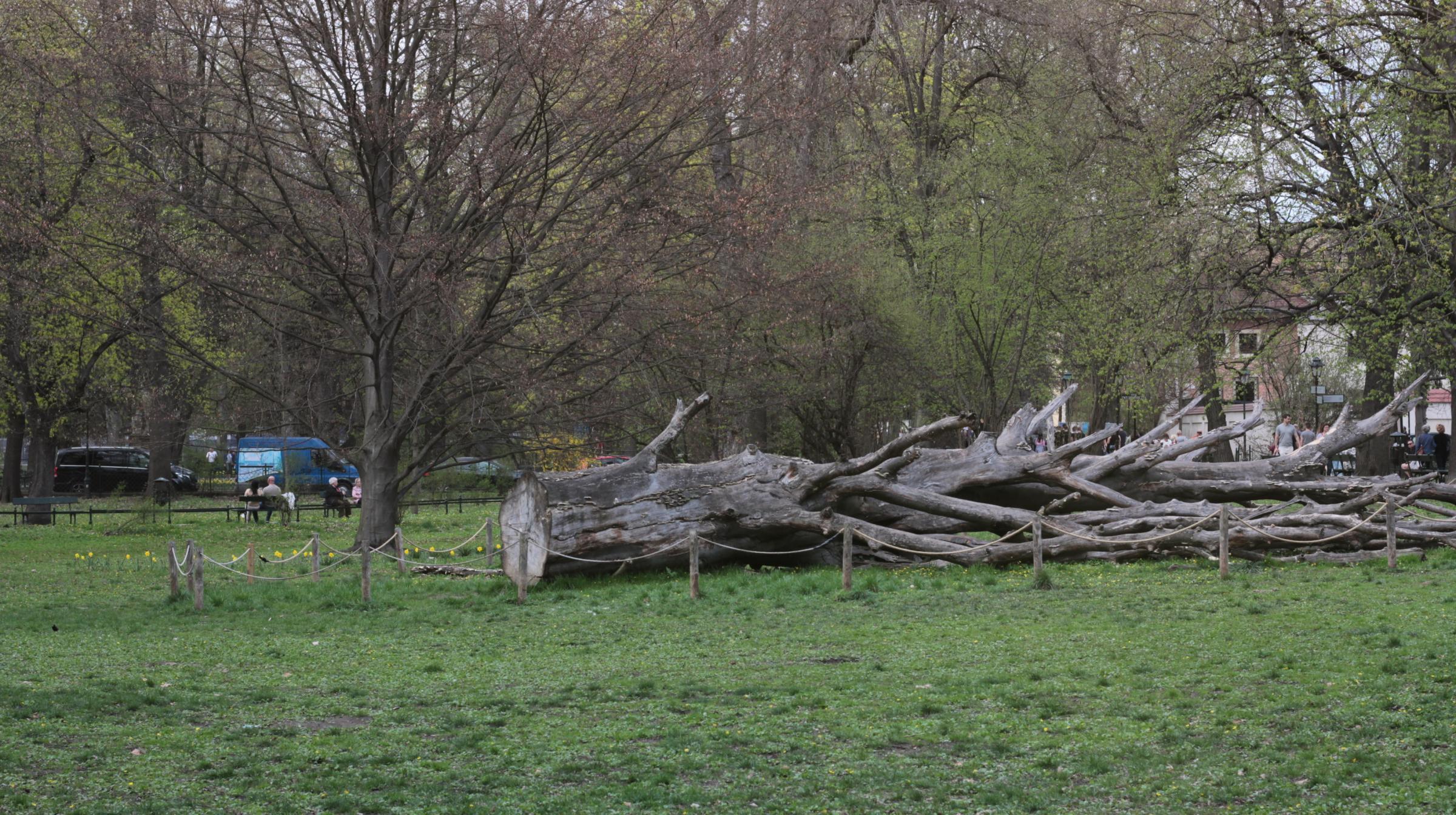 IMG_6256-crop.JPG