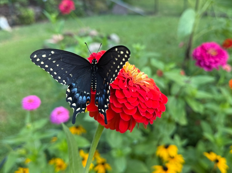 hivegarden-journal-swallowtail-5.jpg