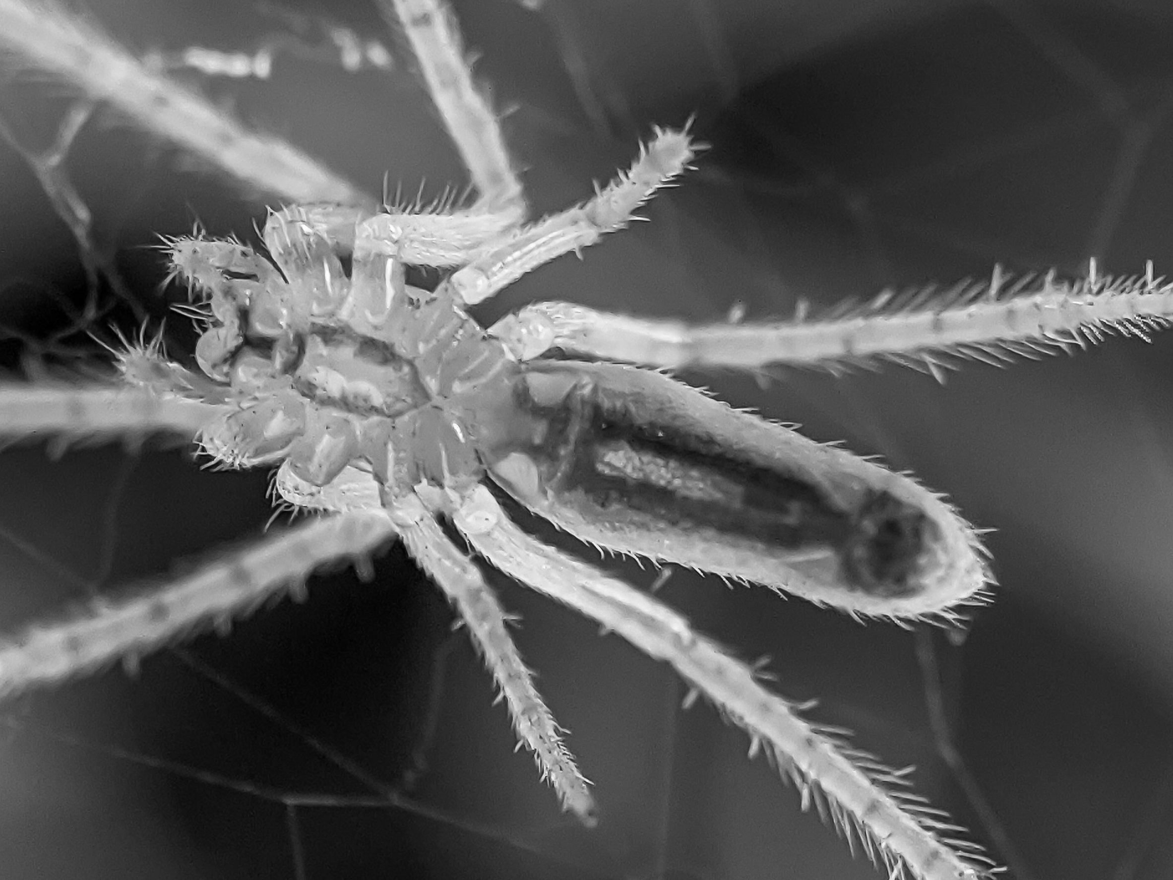 spider (13).jpg