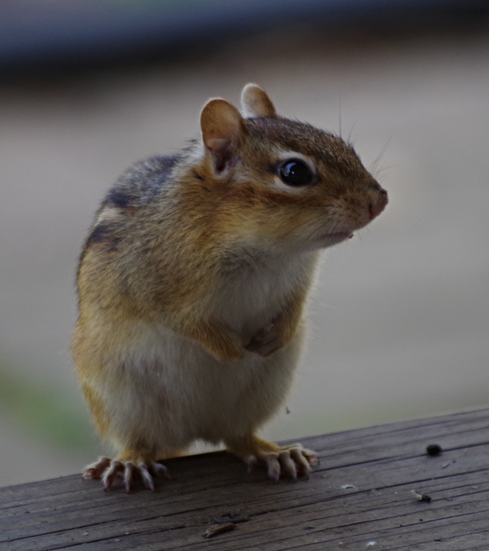 animal-photography-chipmunk-1.jpg