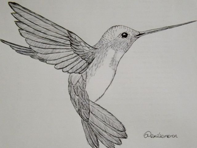 How to draw a hummingbird Bright Images Easy Painting