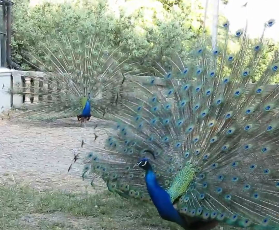 49.-Cortejo de pavos reales-10.png