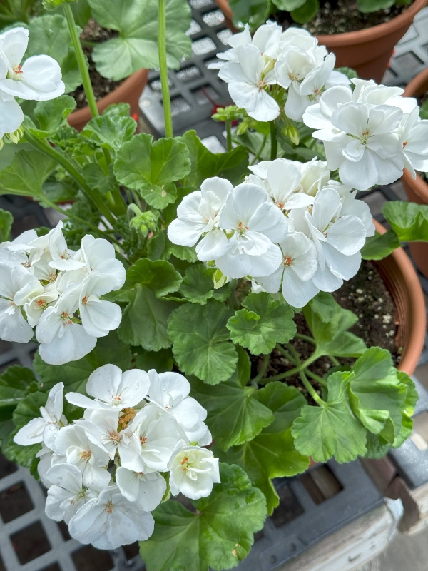 hivegarden-flowers-geranium.jpg