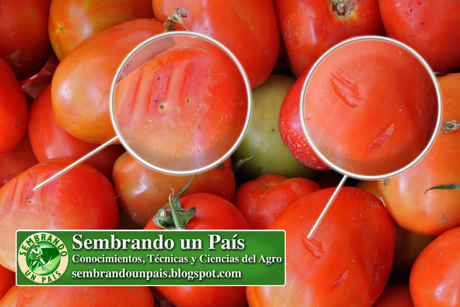 16 calidad tomate NVO BANNER.jpg