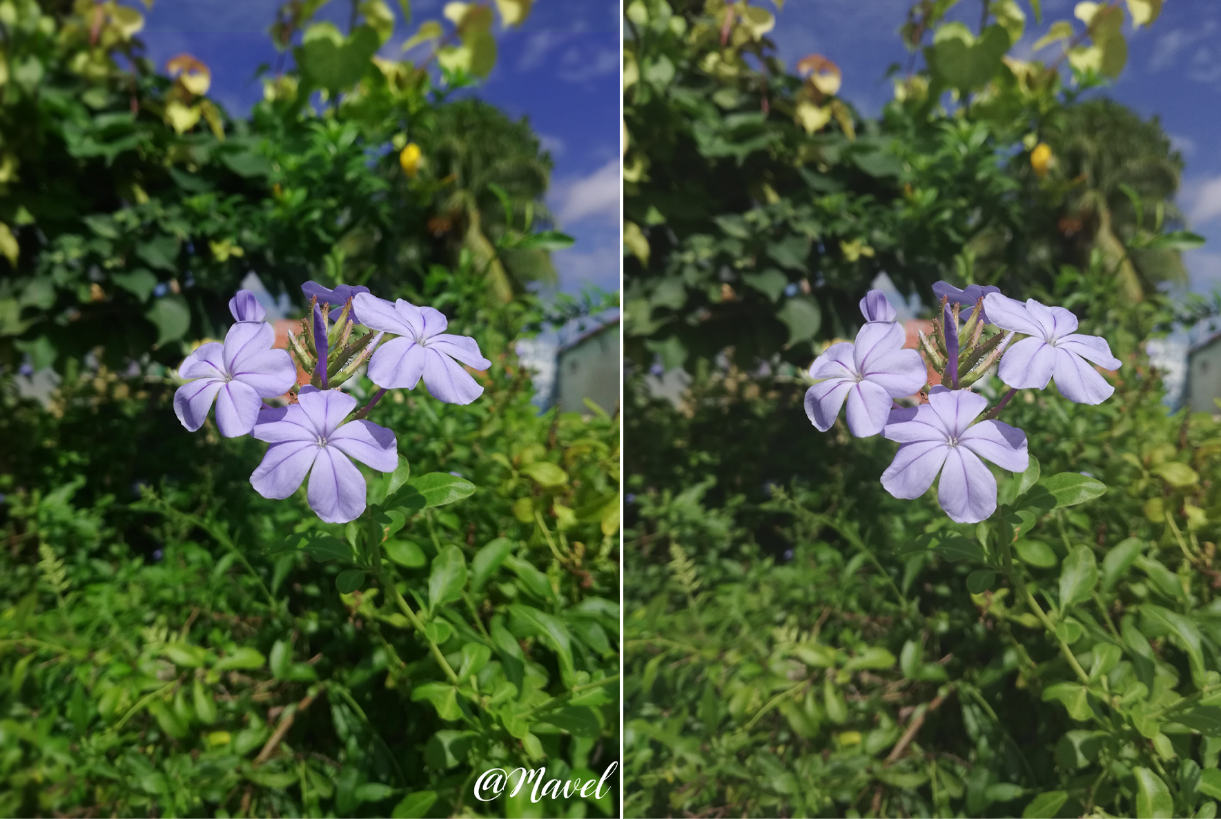 Ejemplo flor Morada.png