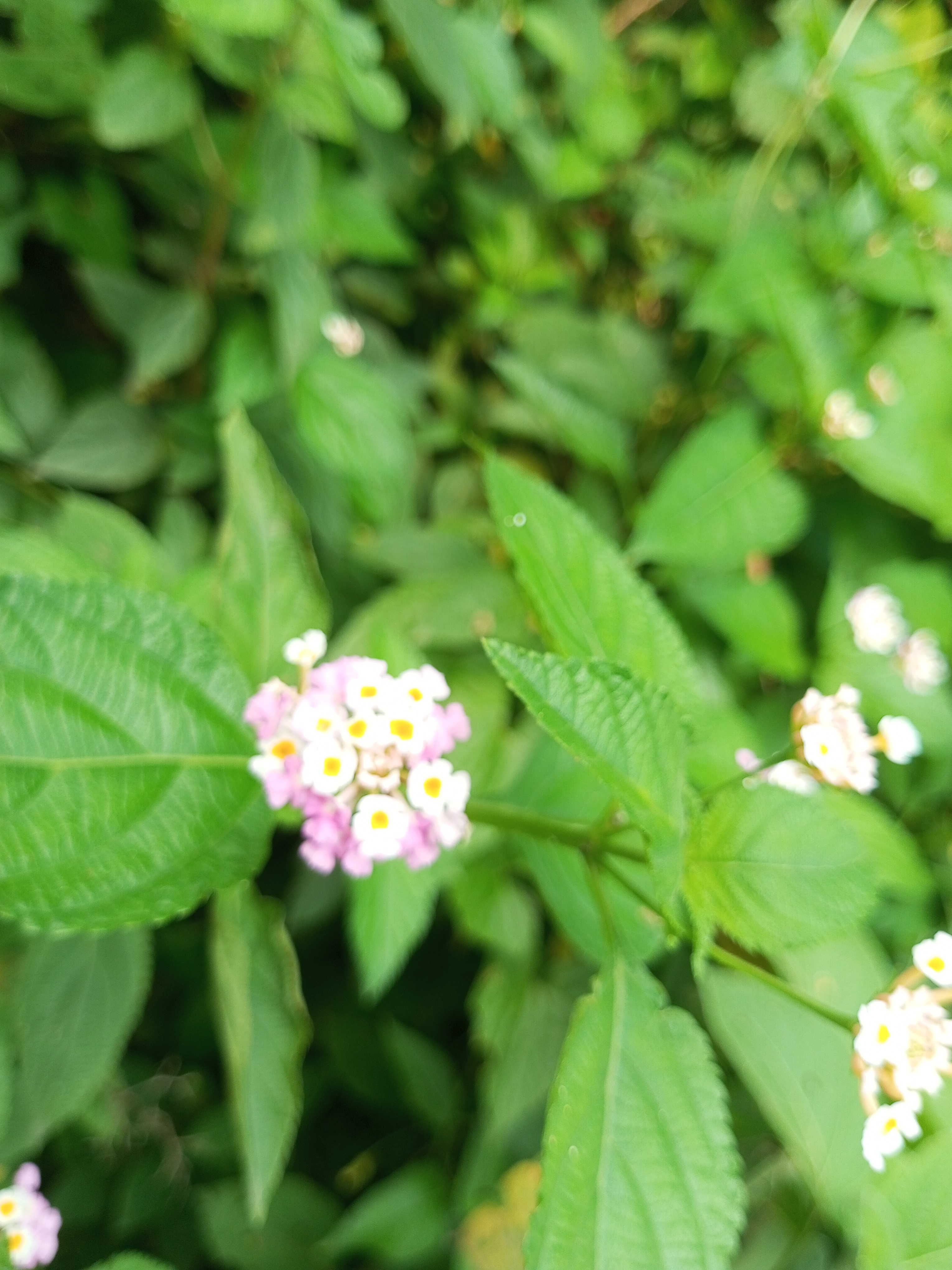 IMG_20250601_153638_721.jpg