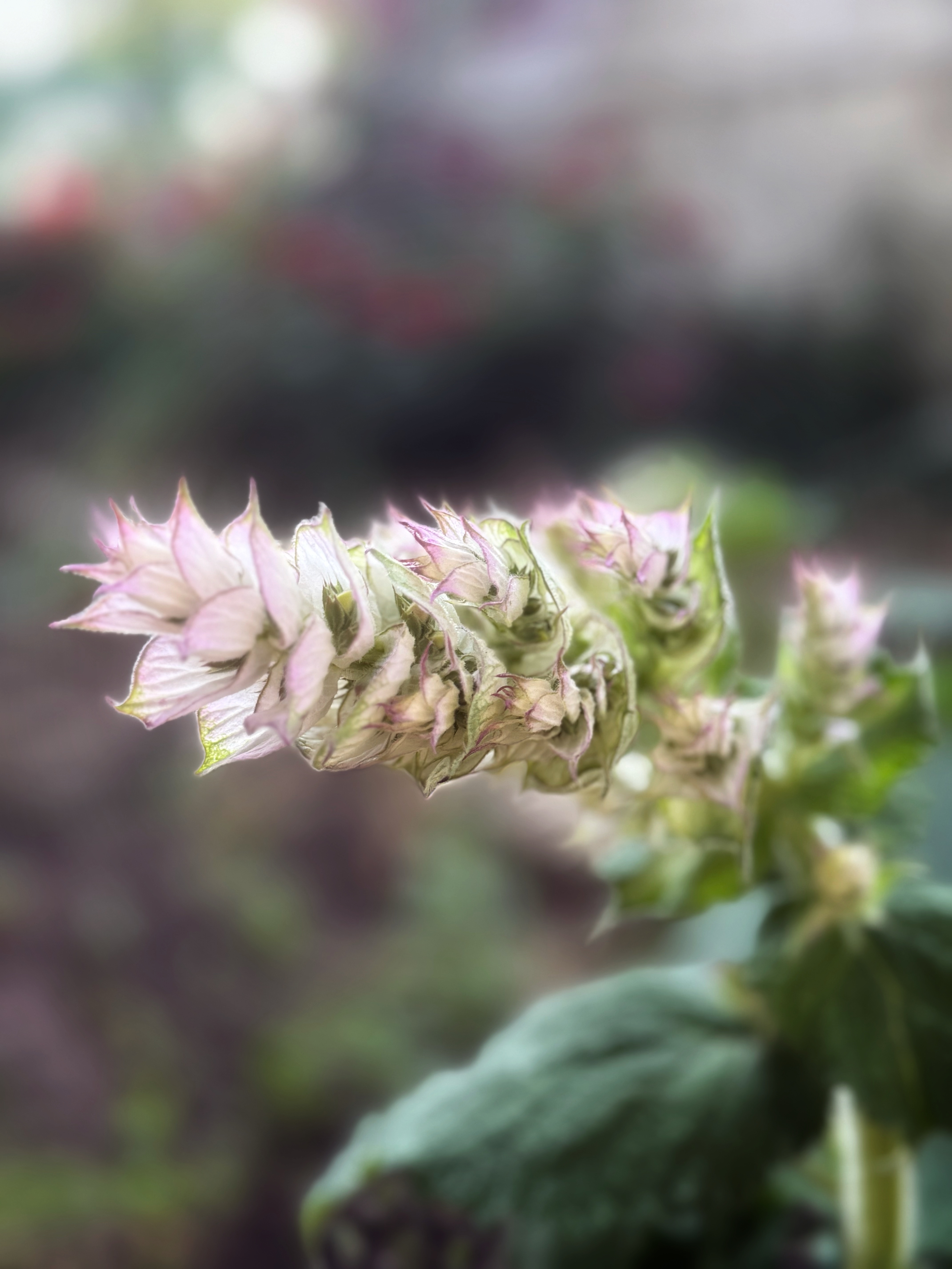 IMG_3968.jpeg