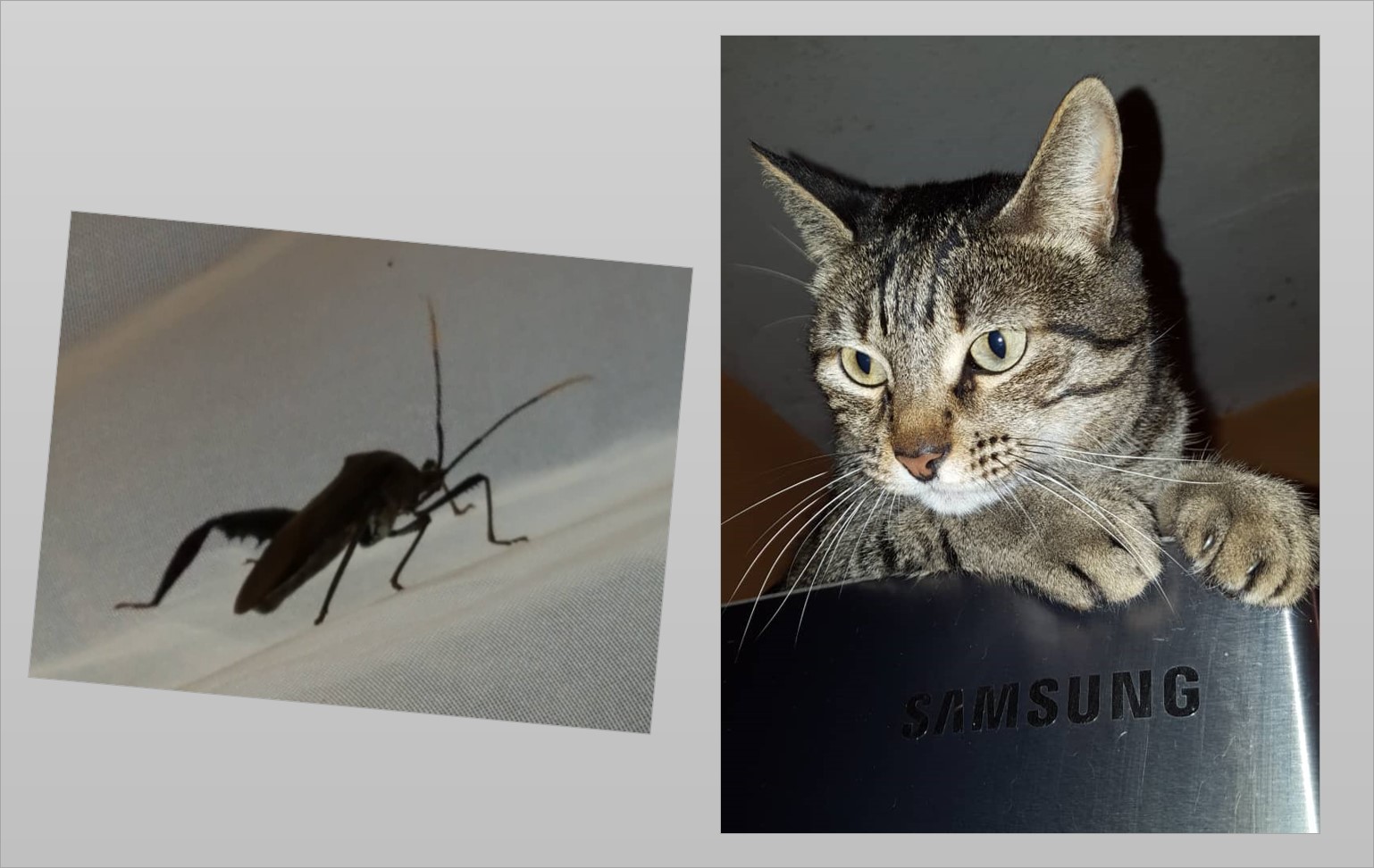 Mimi y el insecto .jpg