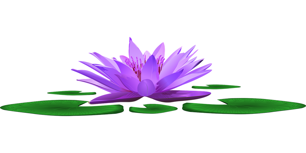 water-lily-4346599_1280.png