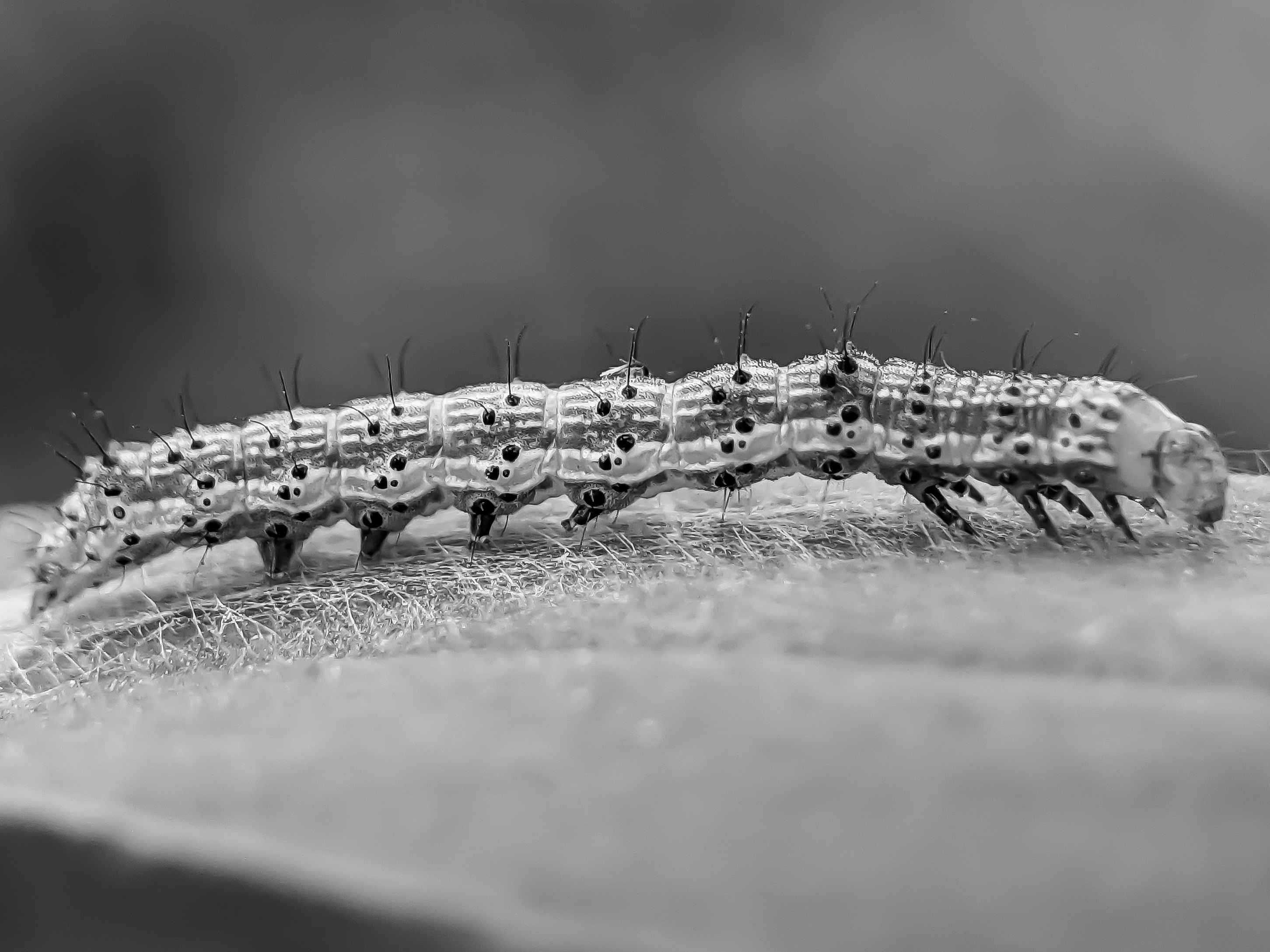 caterpillar (5).jpg