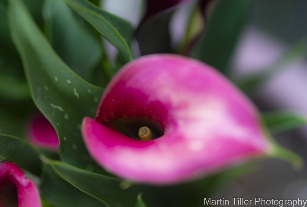 Red Calla Lilly macro (1 of 1).jpg