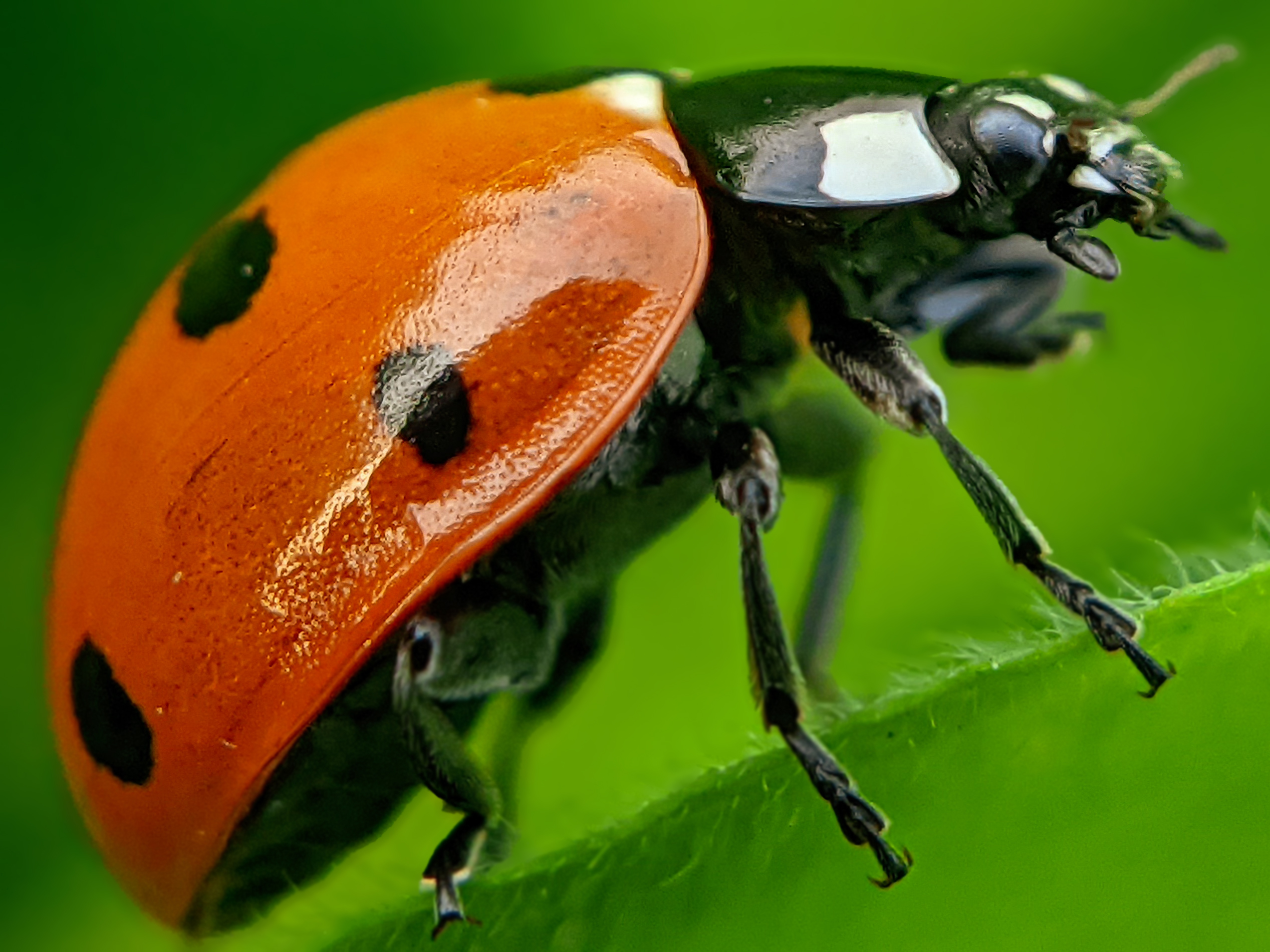 ladybird (11).jpg