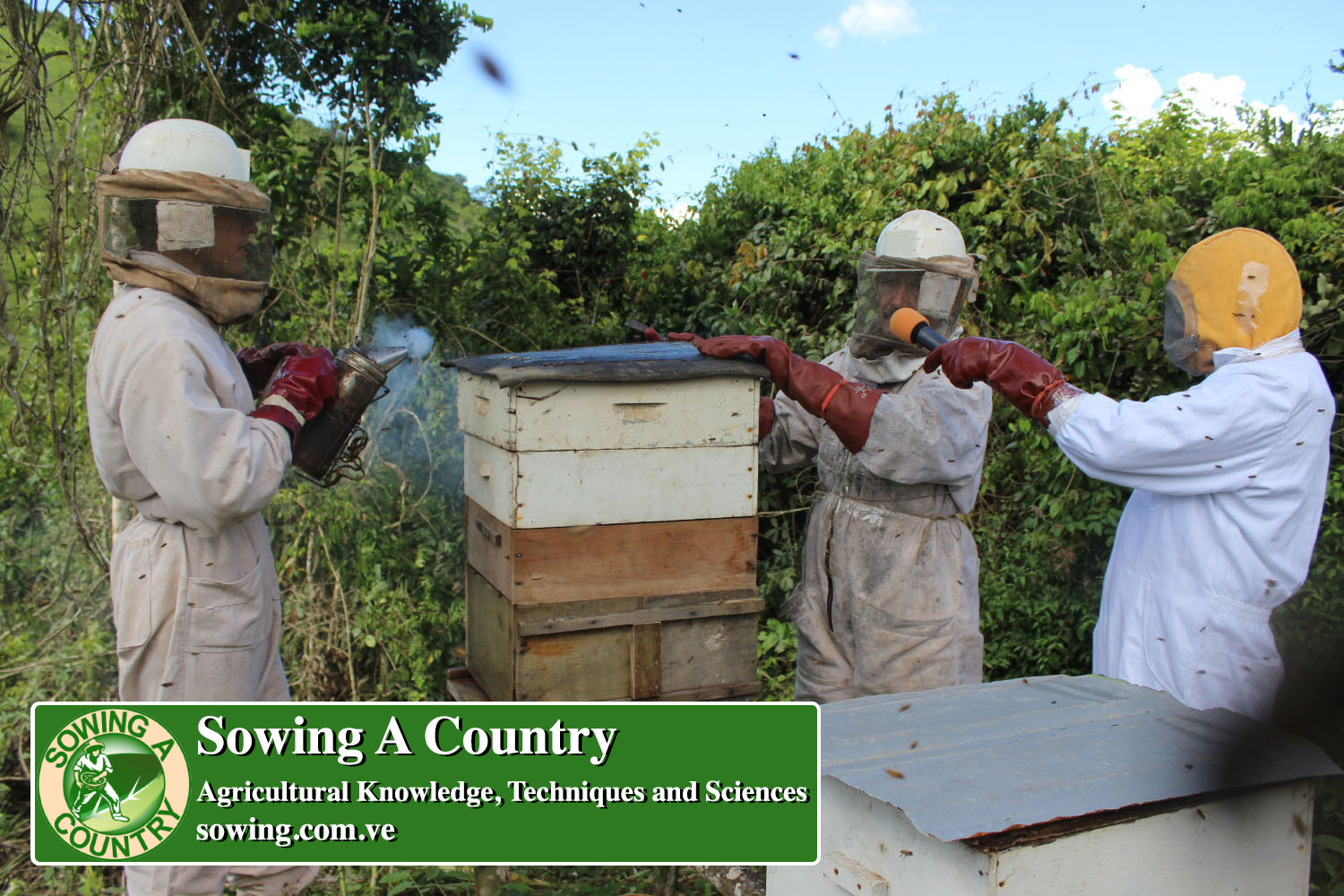 4 beekeeping.jpg