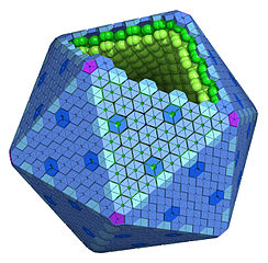 244px-Carboxysome_and_bacterial_microcompartments.jpg