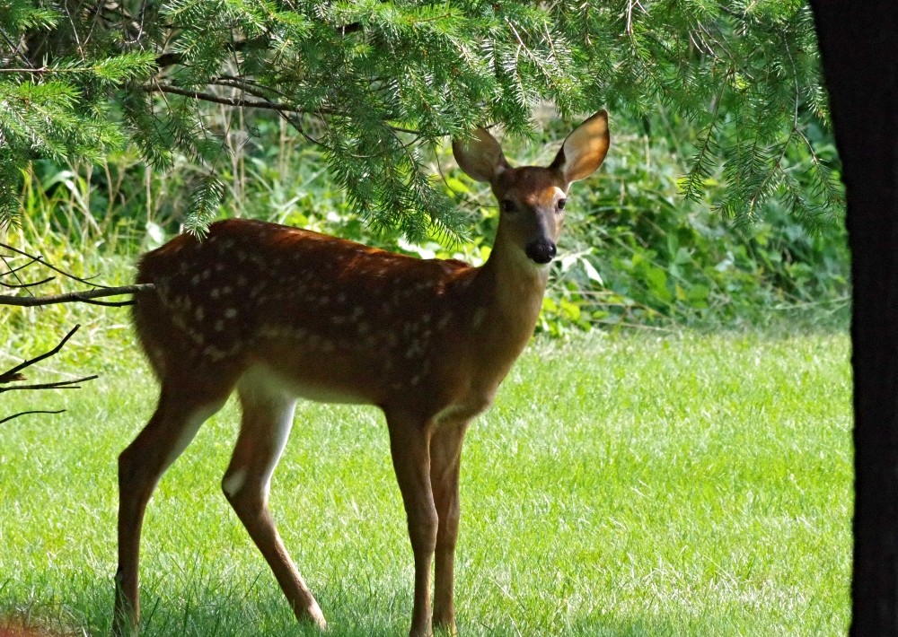 deer-1.jpg