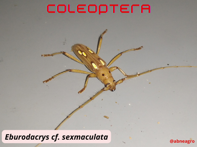 Automeris cf. jucunda (1).png
