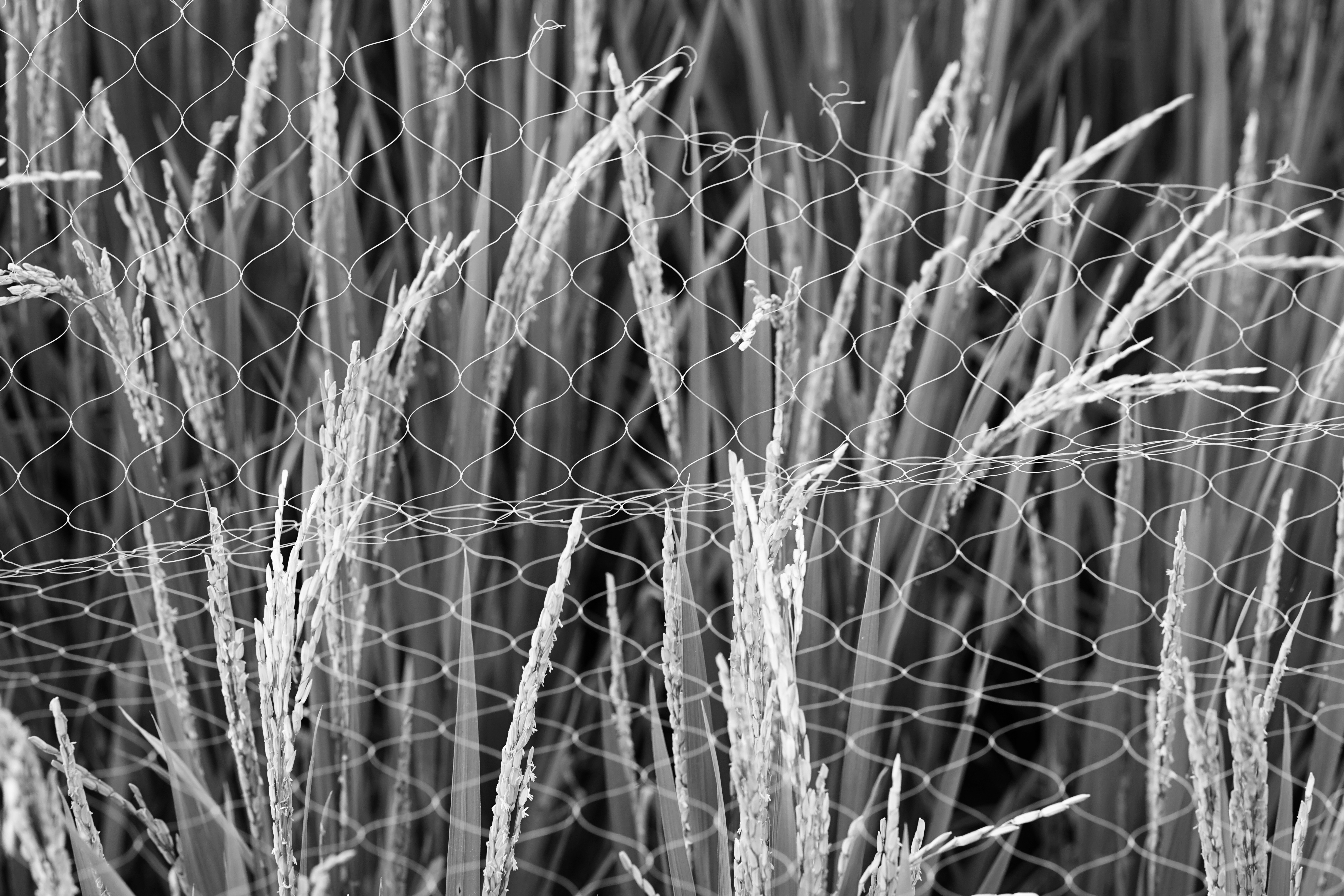 DSC01472-01-02.jpeg