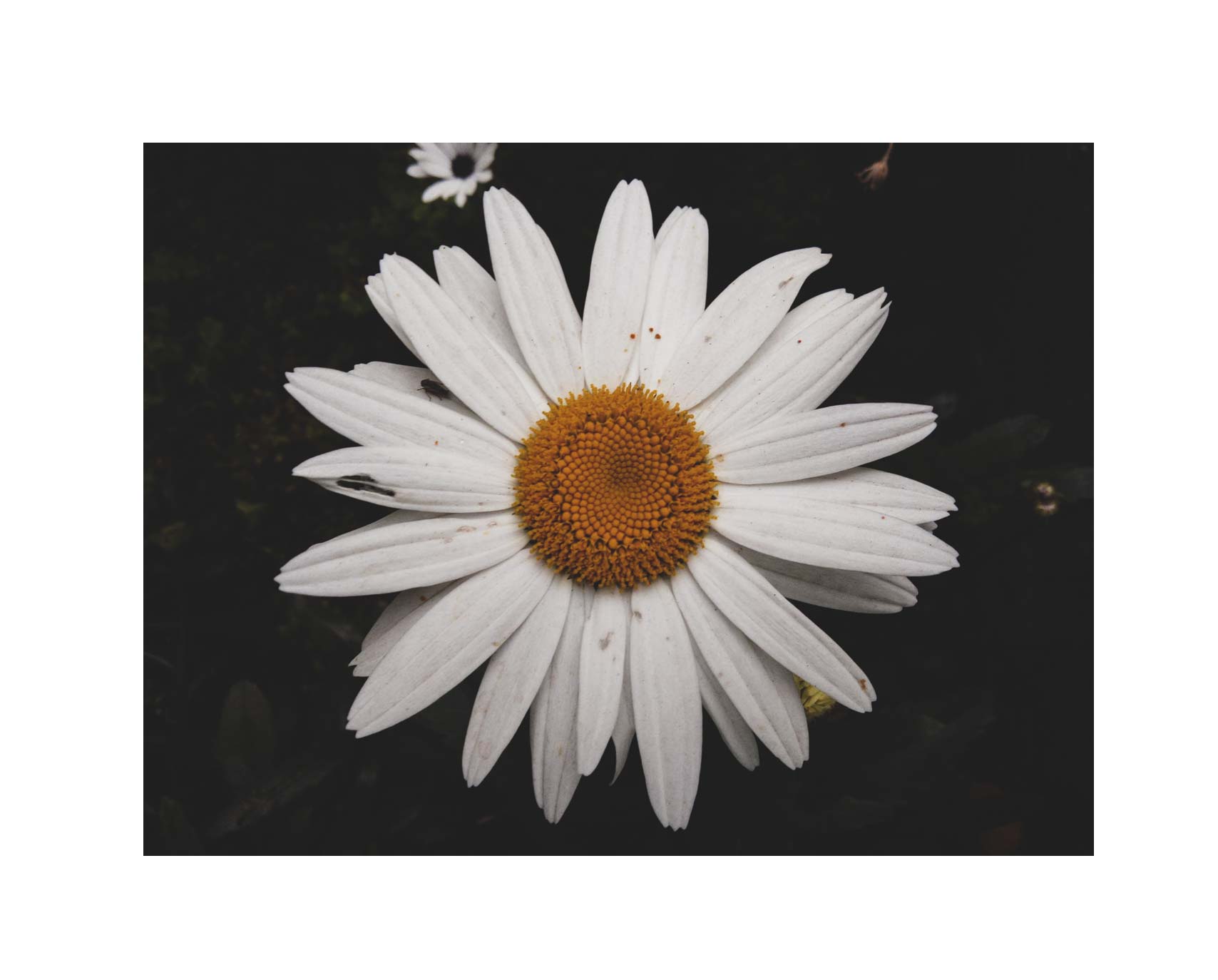 post flors -02.jpg