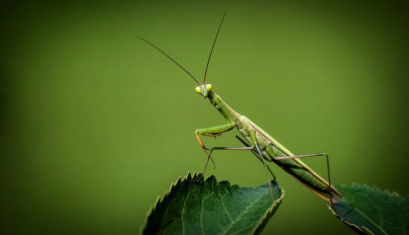 praying-mantis-1170776__480.webp