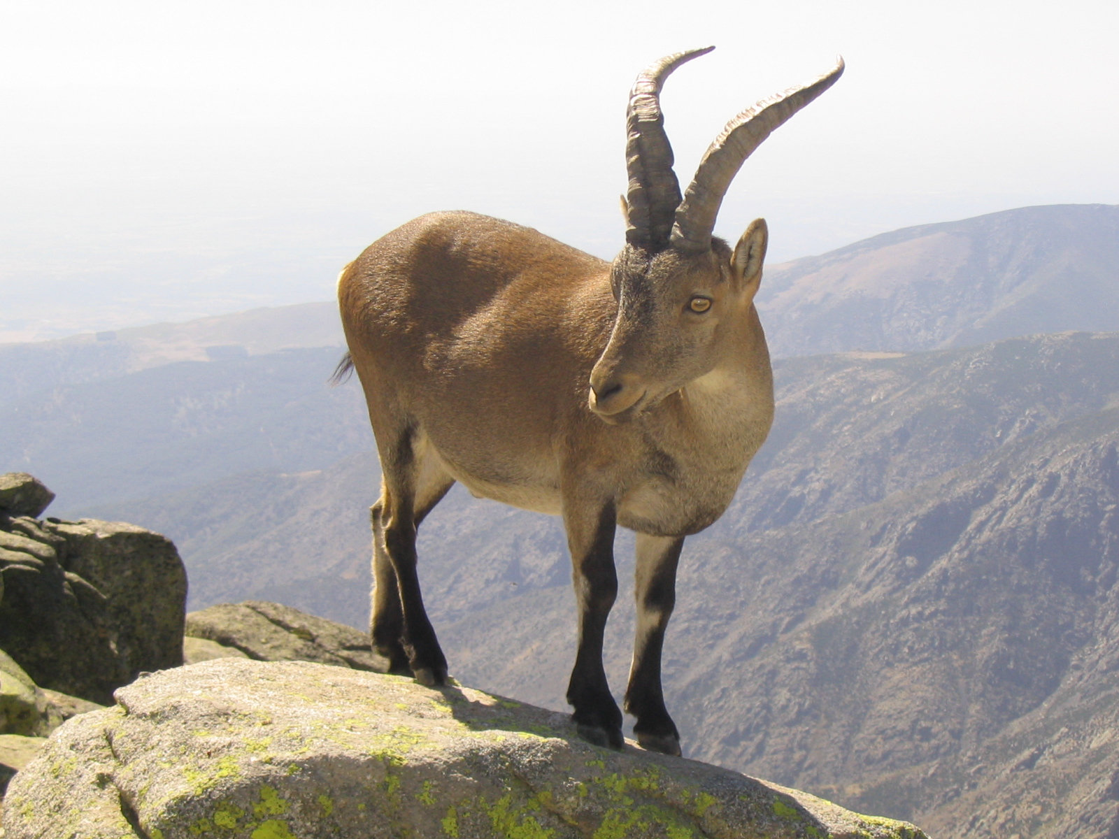 Gredos 21.jpg