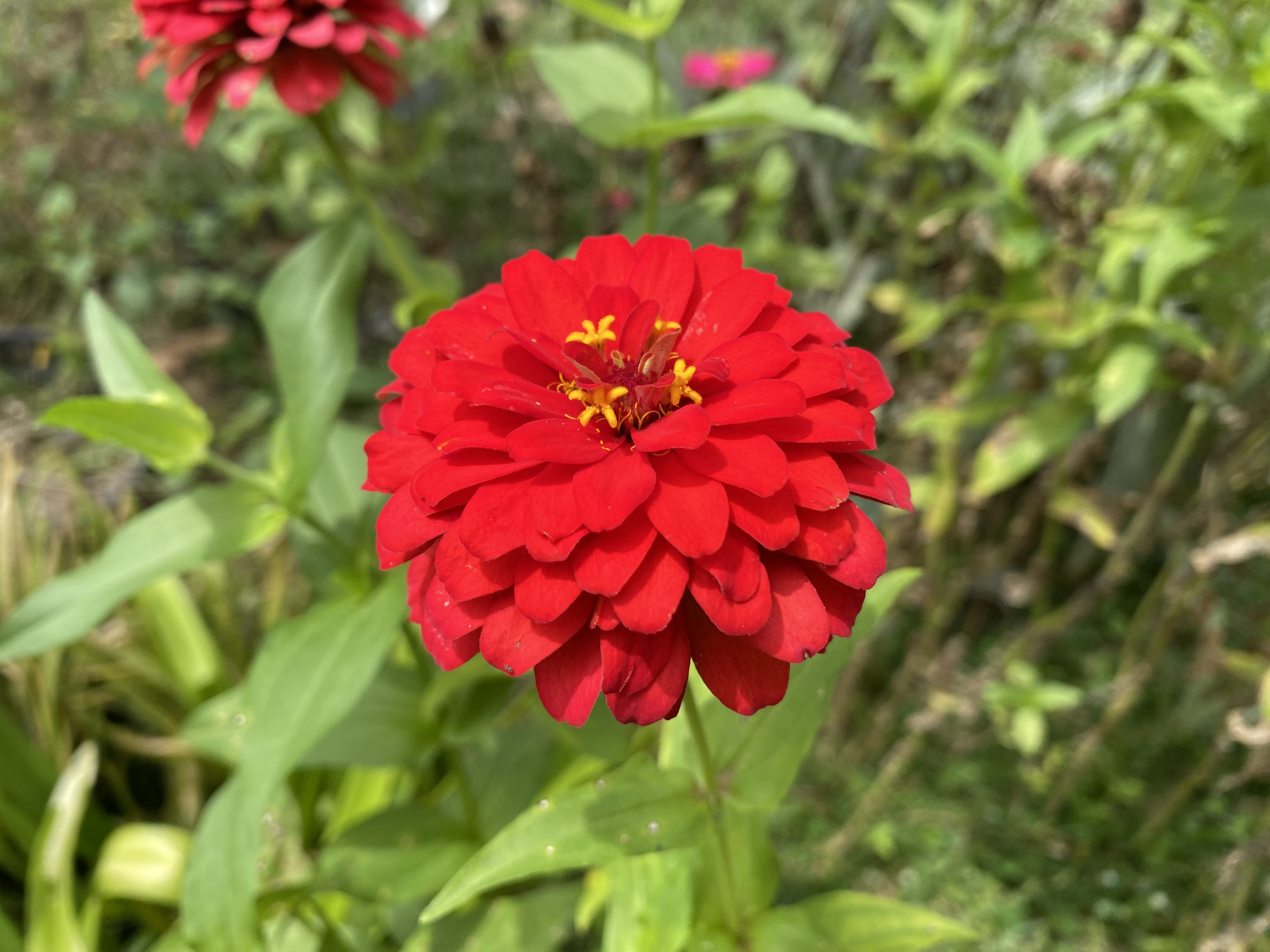 IMG_4138.jpeg